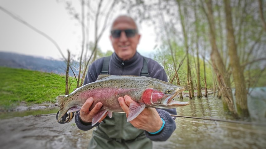 Rainbow trout A.